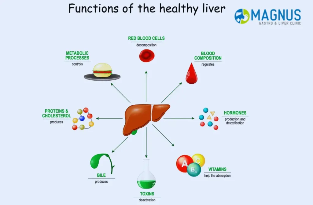 Liver Function in Digestive System