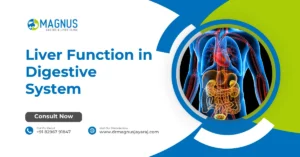 Liver Function in Digestive System