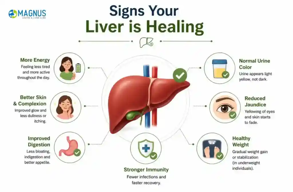 Can the Liver Repair Itself