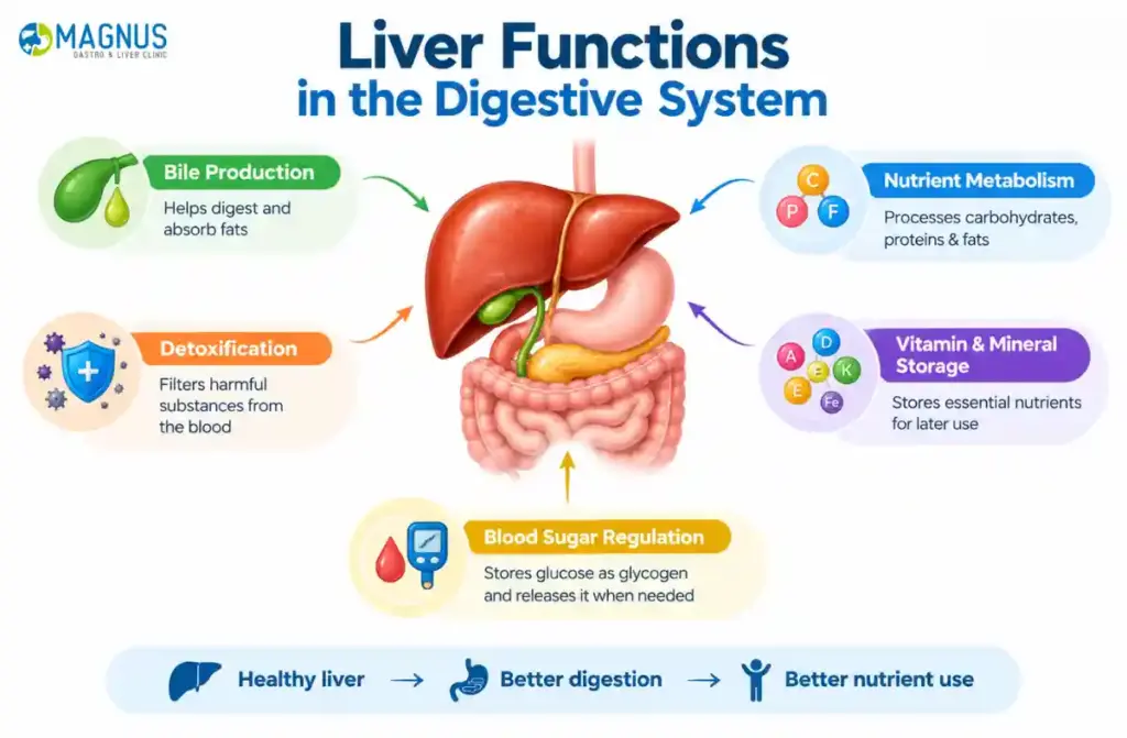 Liver Function in digestive system